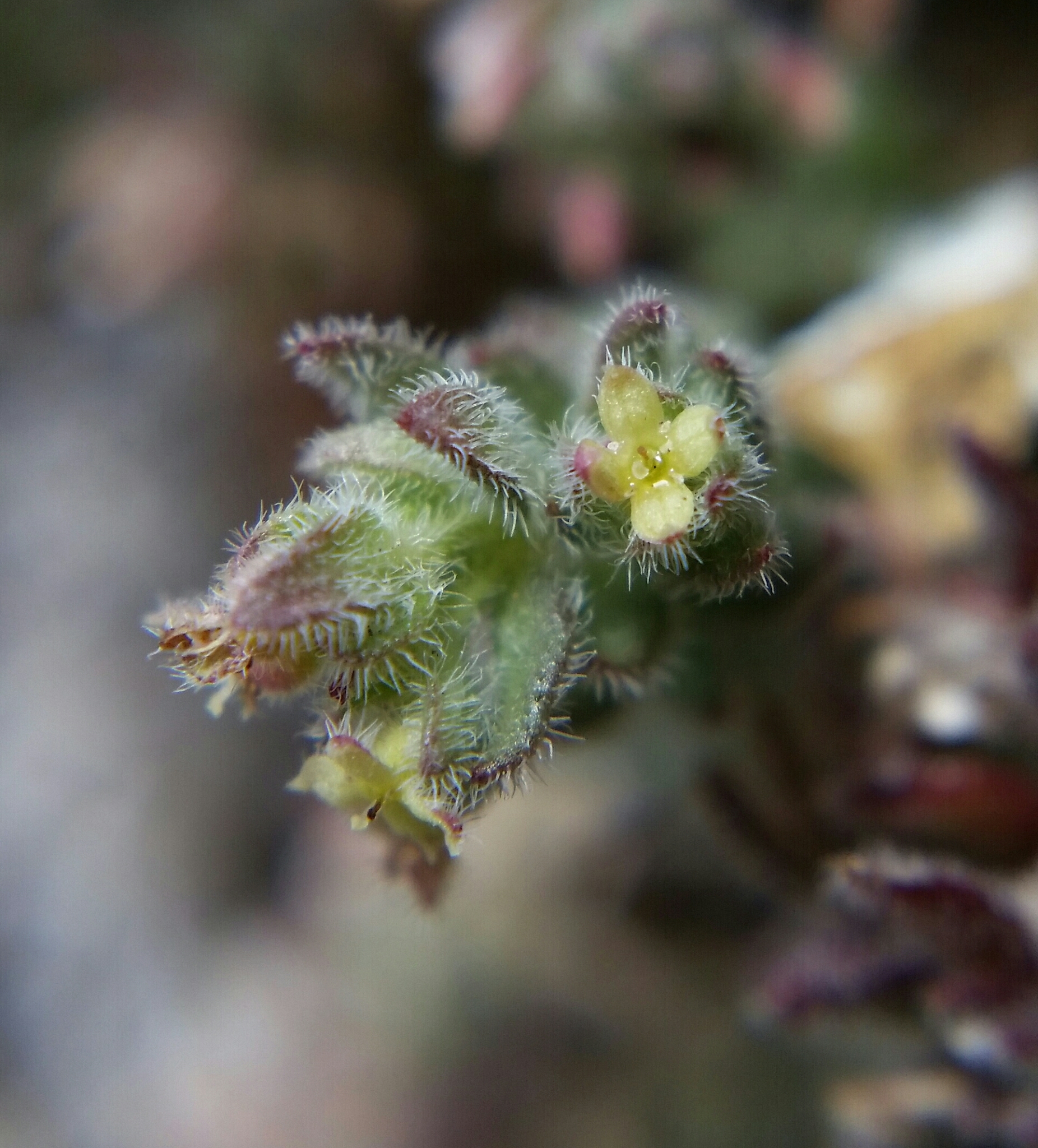 Galium clementis