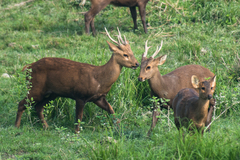 Axis porcinus