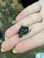 Geotrupes stercorarius