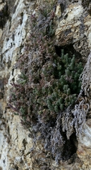 Galium clementis