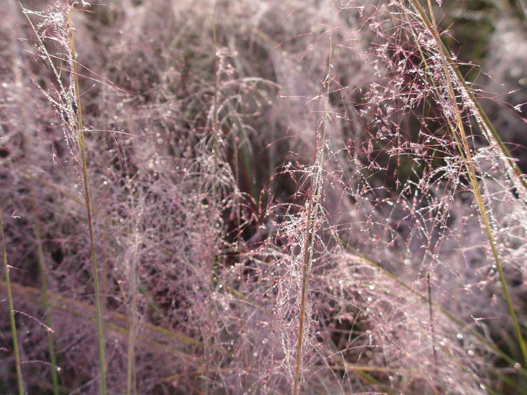 muhly