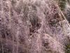 Muhly - Photo (c) Pauline Singleton, some rights reserved (CC BY-NC), uploaded by Pauline Singleton