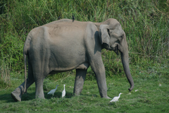 Asian Elephant photo 5