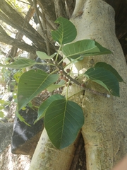 Ficus petiolaris palmeri