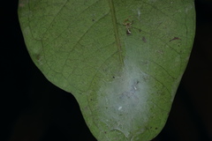 Indopadilla insularis