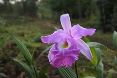 Sobralia macrantha