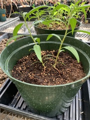 Magnoliopsida
