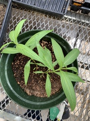 Magnoliopsida