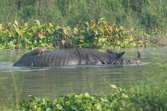 Rhinoceros unicornis