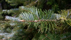 Abies bracteata