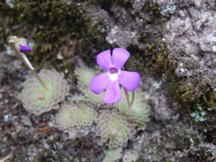 Pinguicula esseriana