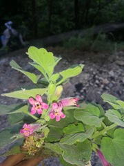 Mabrya rosei