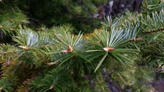 Abies bracteata
