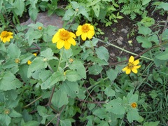 Heliopsis annua