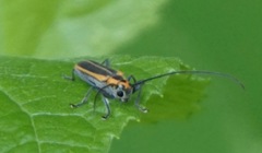 Saperda lateralis