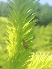 Nemophora ochsenheimerella