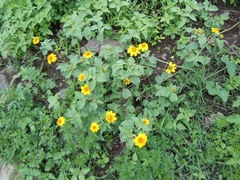Heliopsis annua