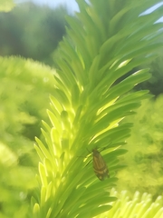 Nemophora ochsenheimerella