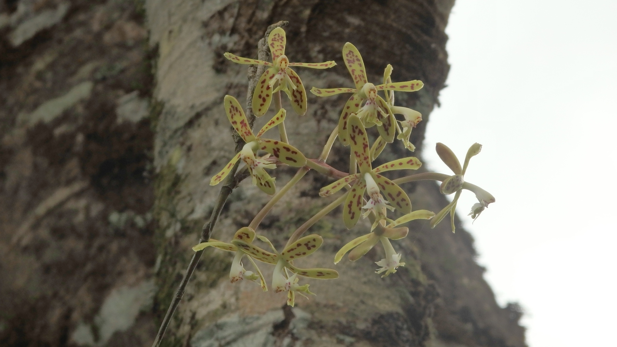 Epidendrum raniferum Lindl. 4