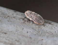 Drosicha corpulenta