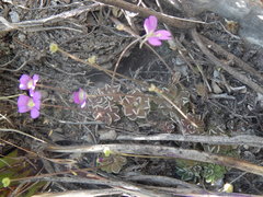 Pinguicula debbertiana