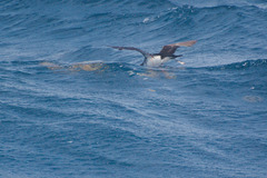 Puffinus lherminieri