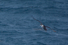 Puffinus lherminieri