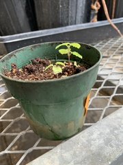Magnoliopsida
