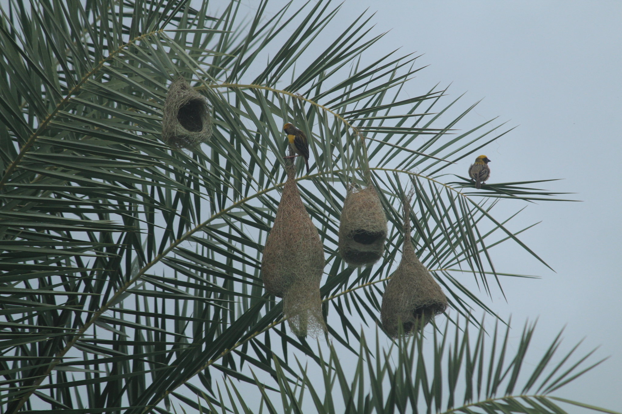 Baya Weaver