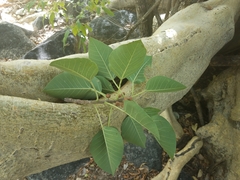 Ficus petiolaris palmeri