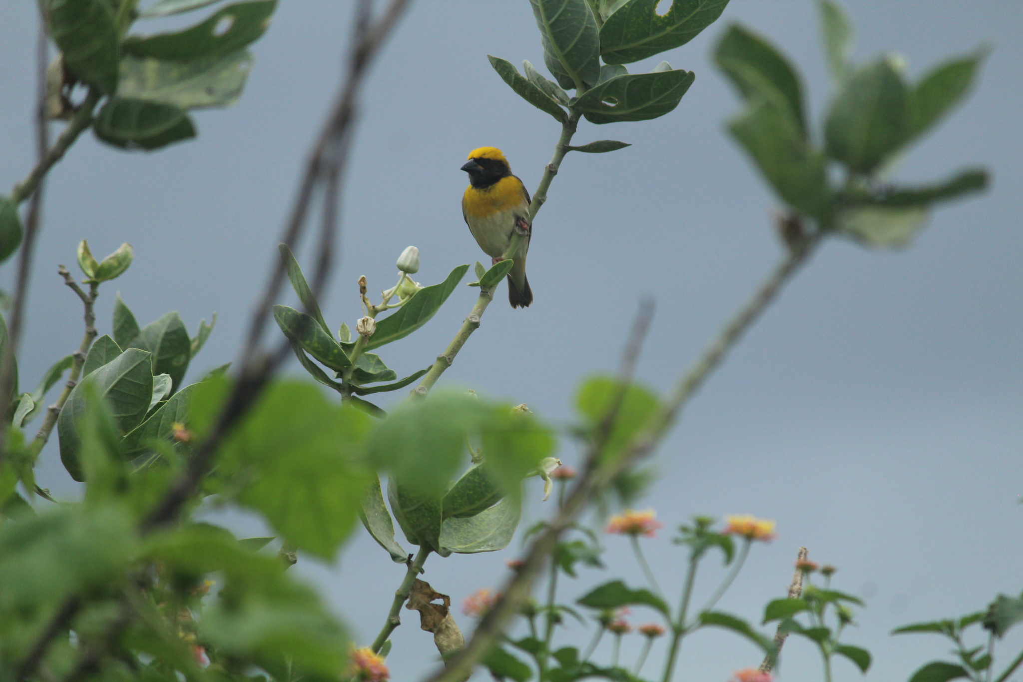 Baya Weaver