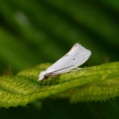 Eucalantica polita