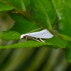Eucalantica polita