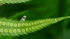 Eucalantica polita