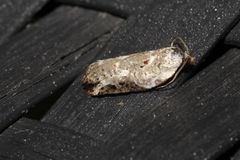 Acleris nivisellana