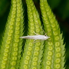 Eucalantica polita