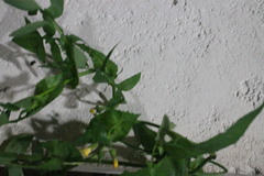 Angiospermae