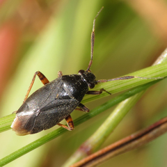 Capsus