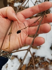 Viburnum acerifolium