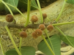Ficus petiolaris palmeri