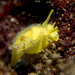 Yellow Umbrella Slug - Photo (c) Dani Barchana, some rights reserved (CC BY-NC), uploaded by Dani Barchana