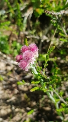 Antennaria dioica