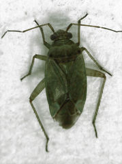 Bipuncticoris