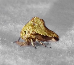 Telamona ampelopsidis