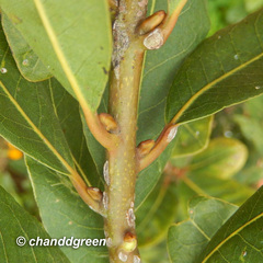 Laurus nobilis