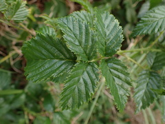 Rubus pinnatus