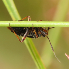 Capsus