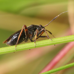 Capsus