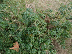 Rubus pinnatus