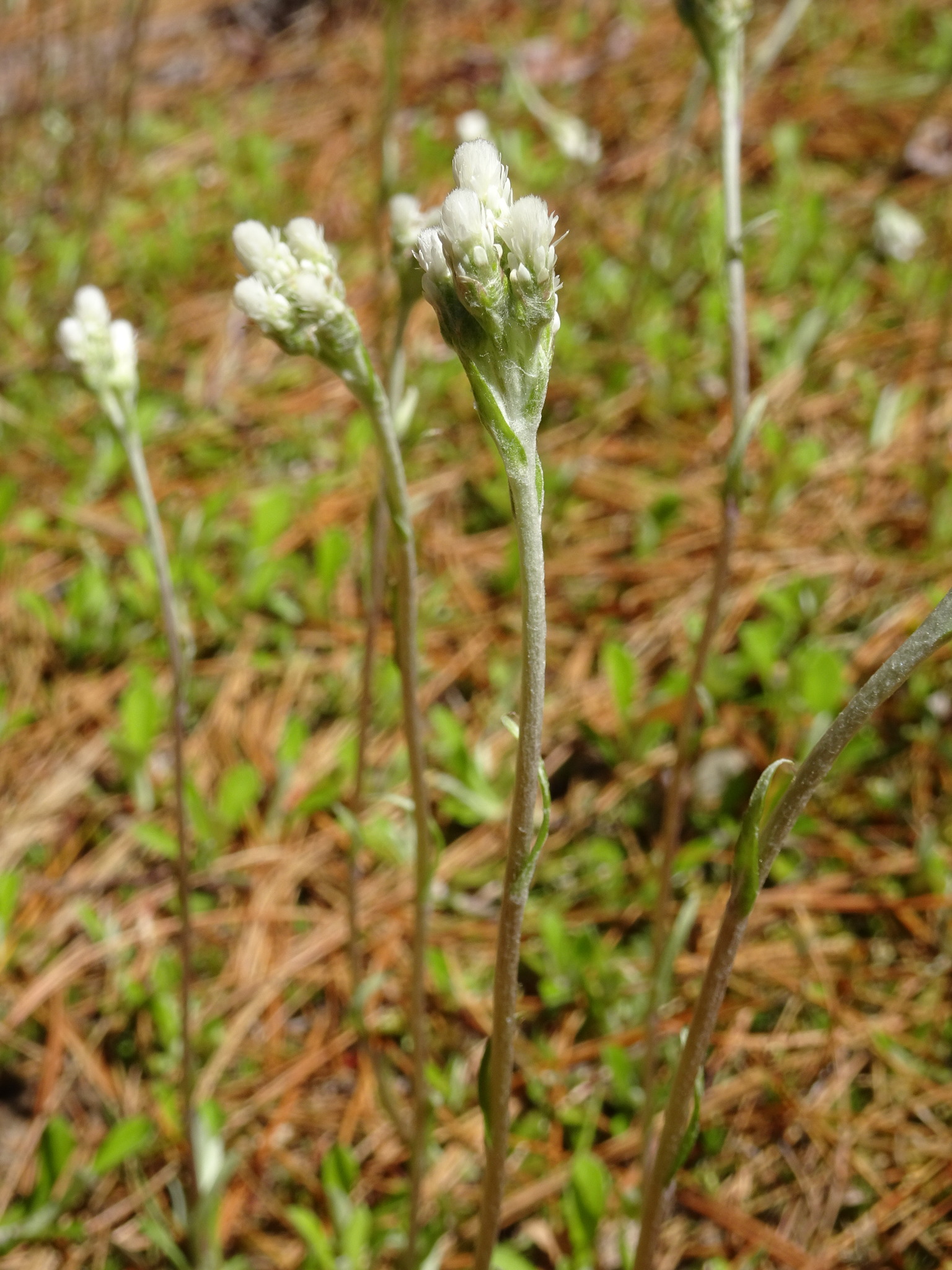 Antennaria howellii ssp. canadensis